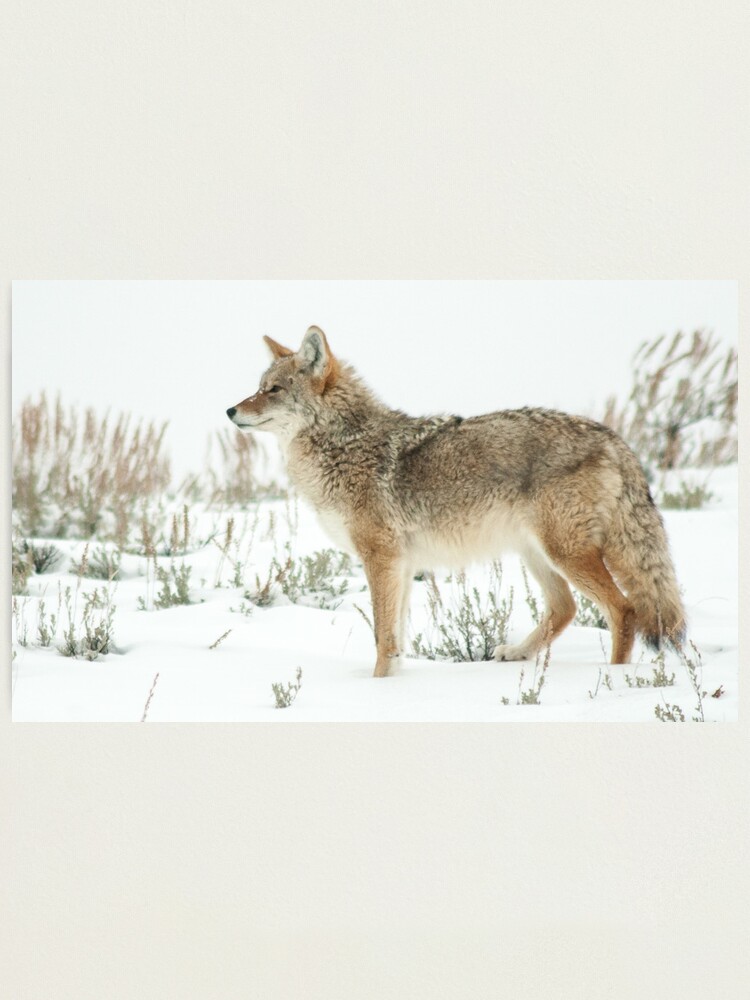 Alternate view of Snow 'yote Photographic Print