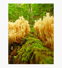 Fungus Corridor Photographic Print