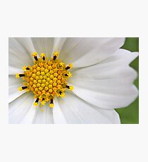 Cosmos Photographic Print