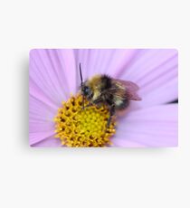 Bumble Bee Macro Canvas Print