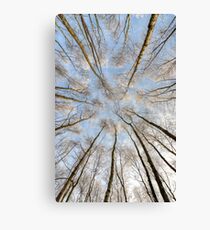 Frosty Trees Canvas Print