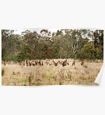 Troop of Kangaroos Poster