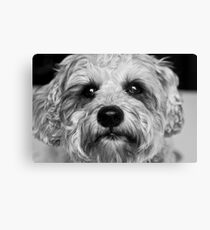 Baxter Canvas Print