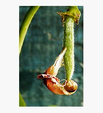 Newborn Photographic Print