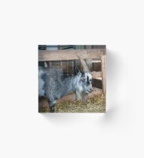 Billy Goat Acrylic Block