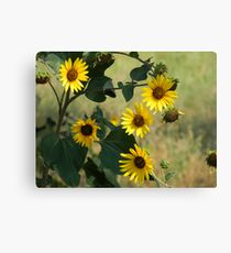 Lifecycle Canvas Print