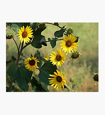 Lifecycle Photographic Print