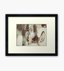 Equine Donkey Ears Framed Print