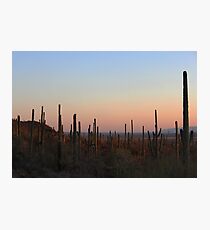 SAGUARO NATIONAL PARK TUCSON ARIZONA MAY 2011 Photographic Print