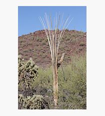 SAGUARO NATIONAL PARK TUCSON ARIZONA MAY 2011 Photographic Print