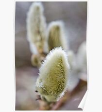 Softness Poster