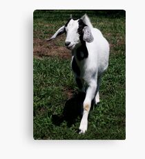 Mia Canvas Print