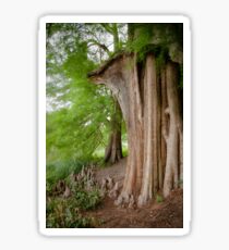 Under the swamp cypresses Sticker