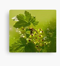 Green Currant Canvas Print