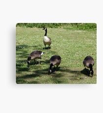 Here we are all grown up now! Canvas Print