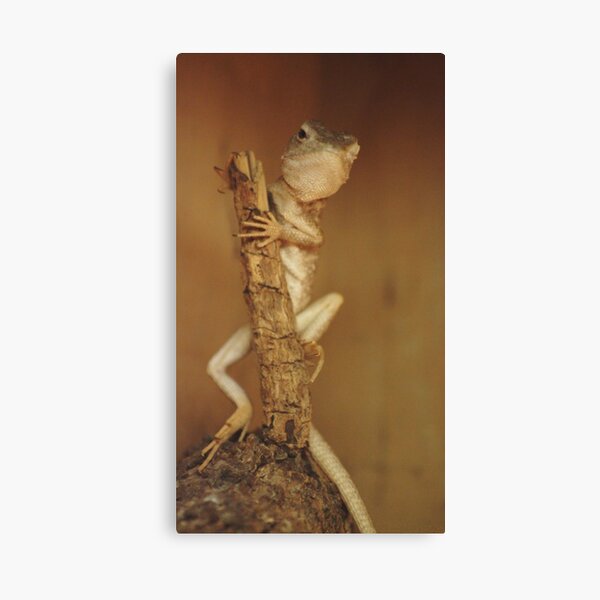 Hello There Canvas Print