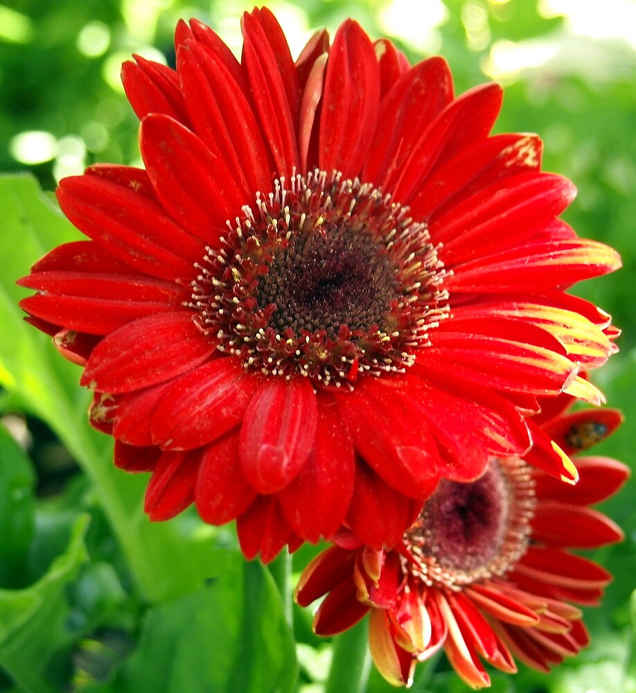 Giant Red Gerber Daisy Flower in the Garden by Amy McDaniel