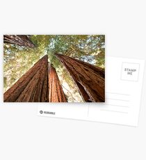 Redwood Heaven Postcards
