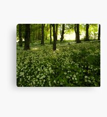 White Carpet Canvas Print