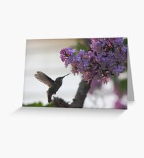 Hummingbird Greeting Card
