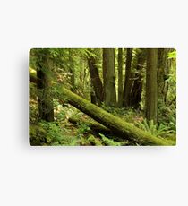 Deep Forest Canvas Print