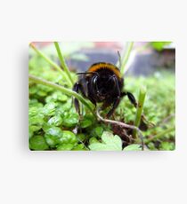 Bumble Canvas Print
