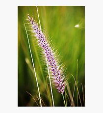 Spike Photographic Print