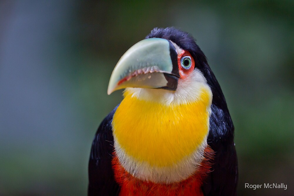 Red Breasted Toucan by Roger McNally
