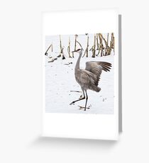 Dancing Sandhill Crane Greeting Card