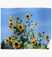 Busy Bees Poster