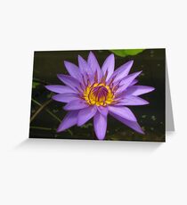 Water lily, Kenilworth Aquatic Gardens Greeting Card