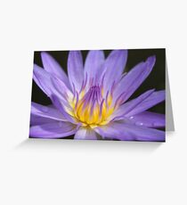 Water lily, Kenilworth Aquatic Gardens Greeting Card