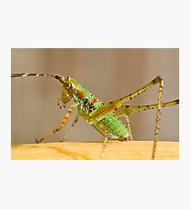 Armor with Style Photographic Print