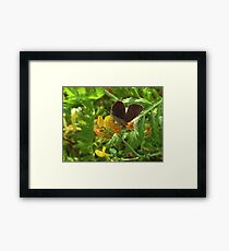 Brown Argus Framed Print
