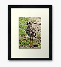 Spotted Thick-knee Framed Print