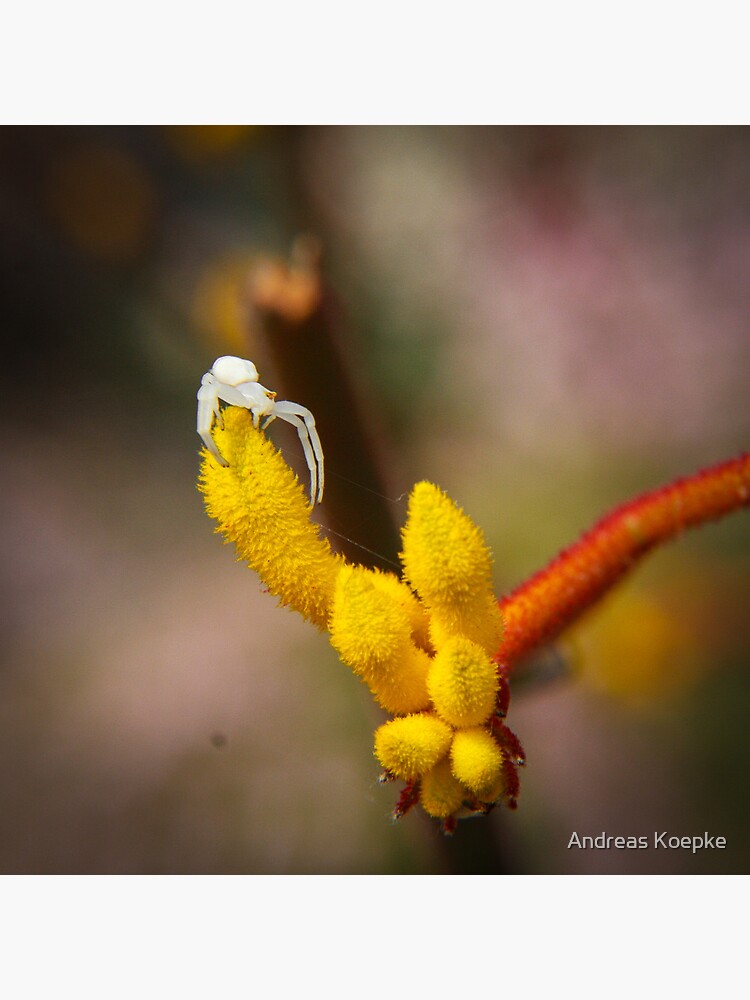 Incy wincy spider by mistered