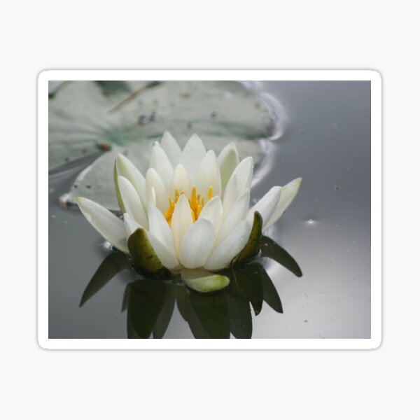 White Water Lily Lotus Flower Sticker