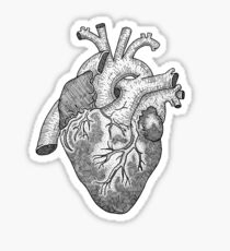 Anatomical Heart Ink Illustration Sticker