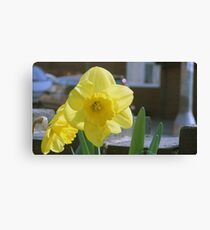Yellow trumpet Canvas Print