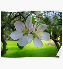 Apple Blossoms Poster