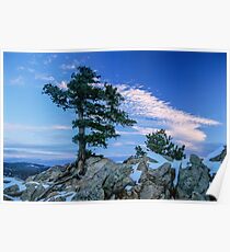 Above Boulder Colorado Spirit Tree Poster