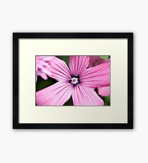 Marco Pink Flower Framed Print