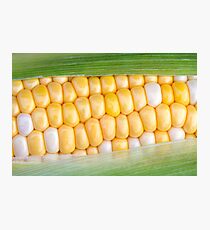 Sweet Corn on the Cob Photographic Print
