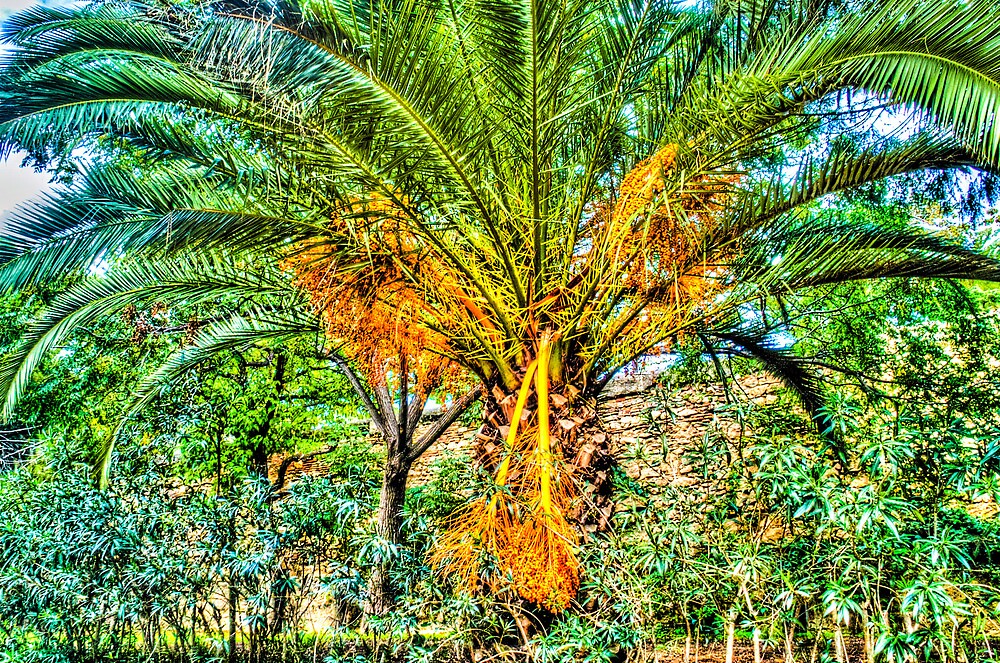 palm-tree-in-valencia-spain-by-noam-kostucki-redbubble