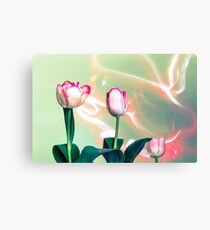 Pink Tulips Painted with Light Canvas Print