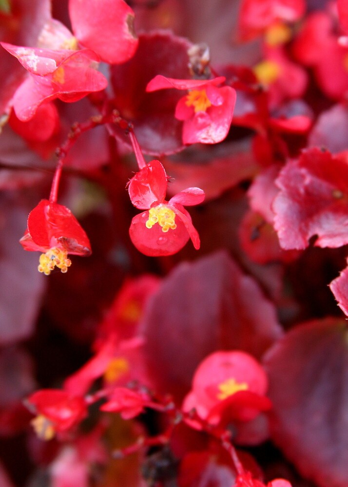 "Ruby Begonia" by Paula Tohline Calhoun Redbubble