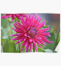 Pink Solar Flares Poster