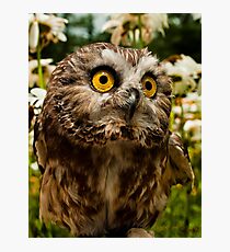 Ozzy 2 Cute Photographic Print