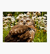 The Other Ozzy Photographic Print