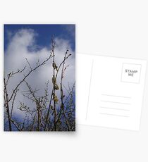 Pussy Willow against a Spring Sky Postcards